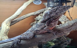 Dragon reptiles for sale: Frilled dragon and vivarium  - Image 2