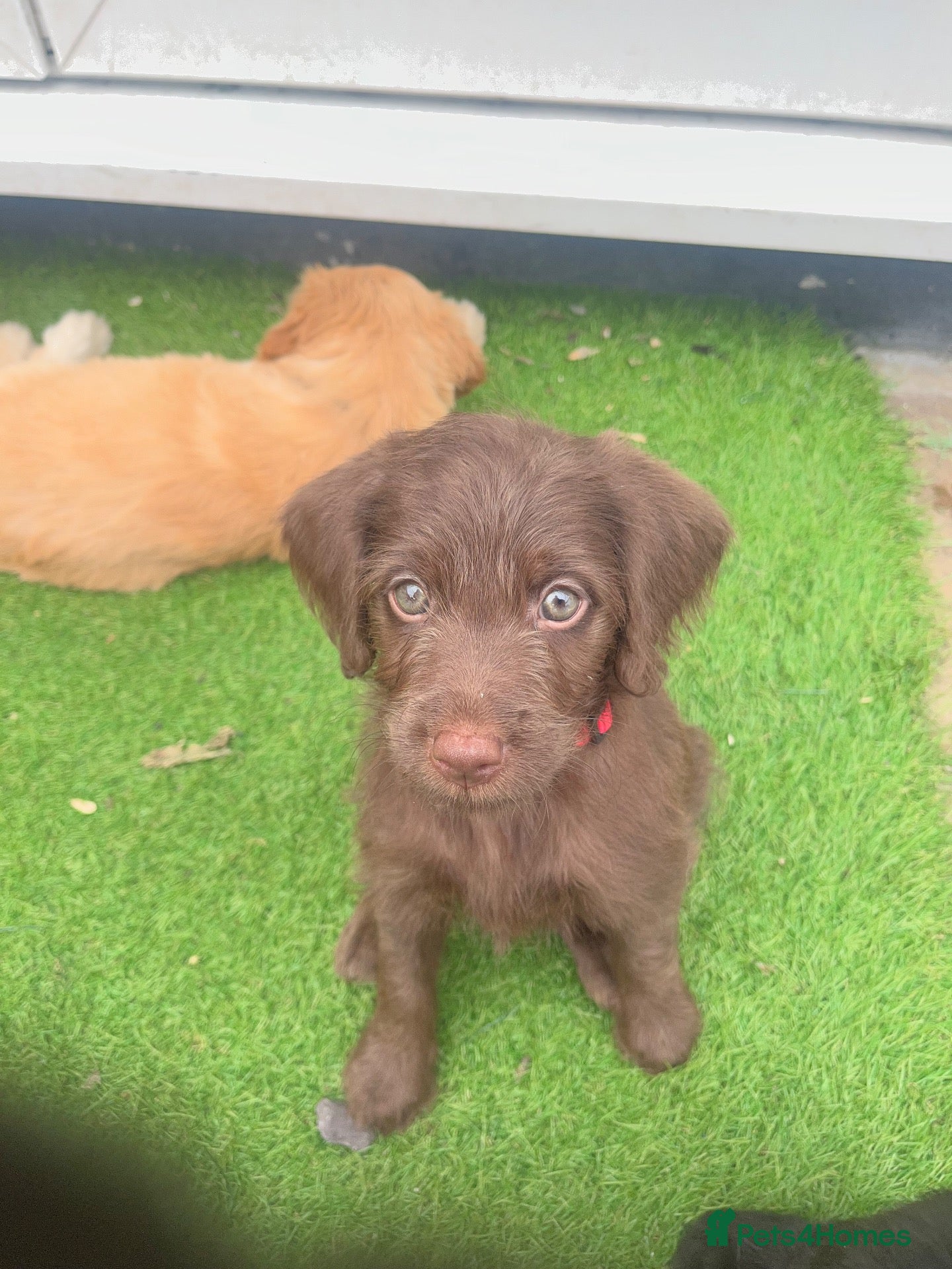Labradoodle dogs Ready now - last few remaining  - Advert 1