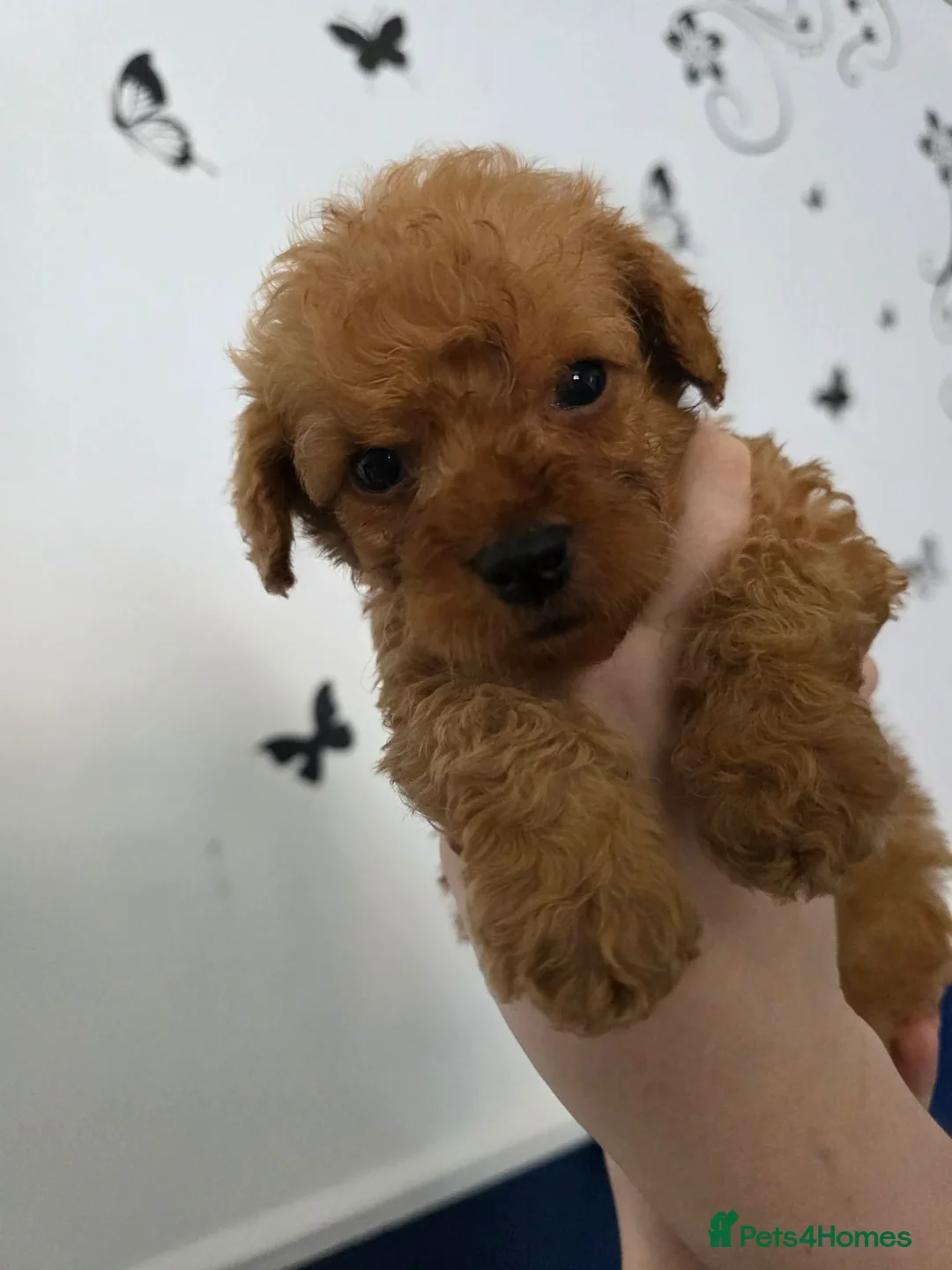 Cockapoo dogs for sale: Miniature cockapoo puppys  - Advert 2