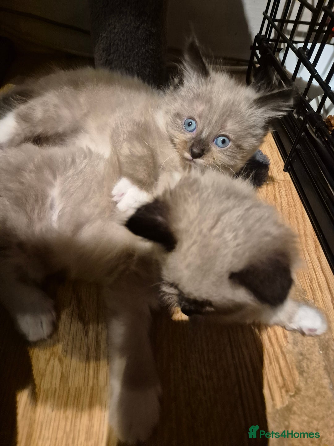 Mixed Breed cats for sale: Half Ragdoll kittens  - Advert 8