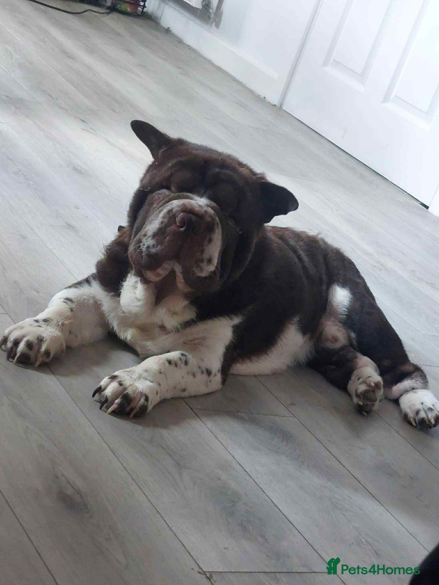 Mixed Breed dogs Bear. - Advert 11