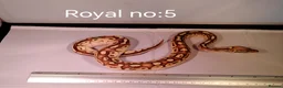 Python Snake reptiles for sale: ROYAL PYTHON JUVENILES - Advert 3