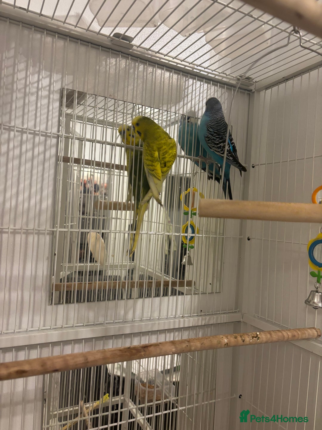 Budgerigars birds for sale: budgies for sale  - Image 2