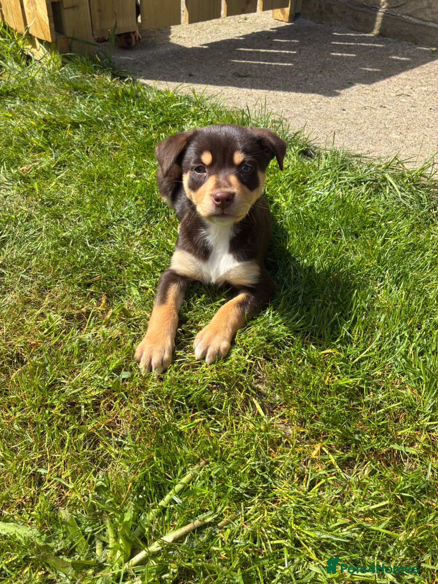 Australian Kelpie dogs Working Kelpies - Advert 7