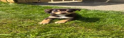 Australian Kelpie dogs for sale: Working Kelpies - Advert 1