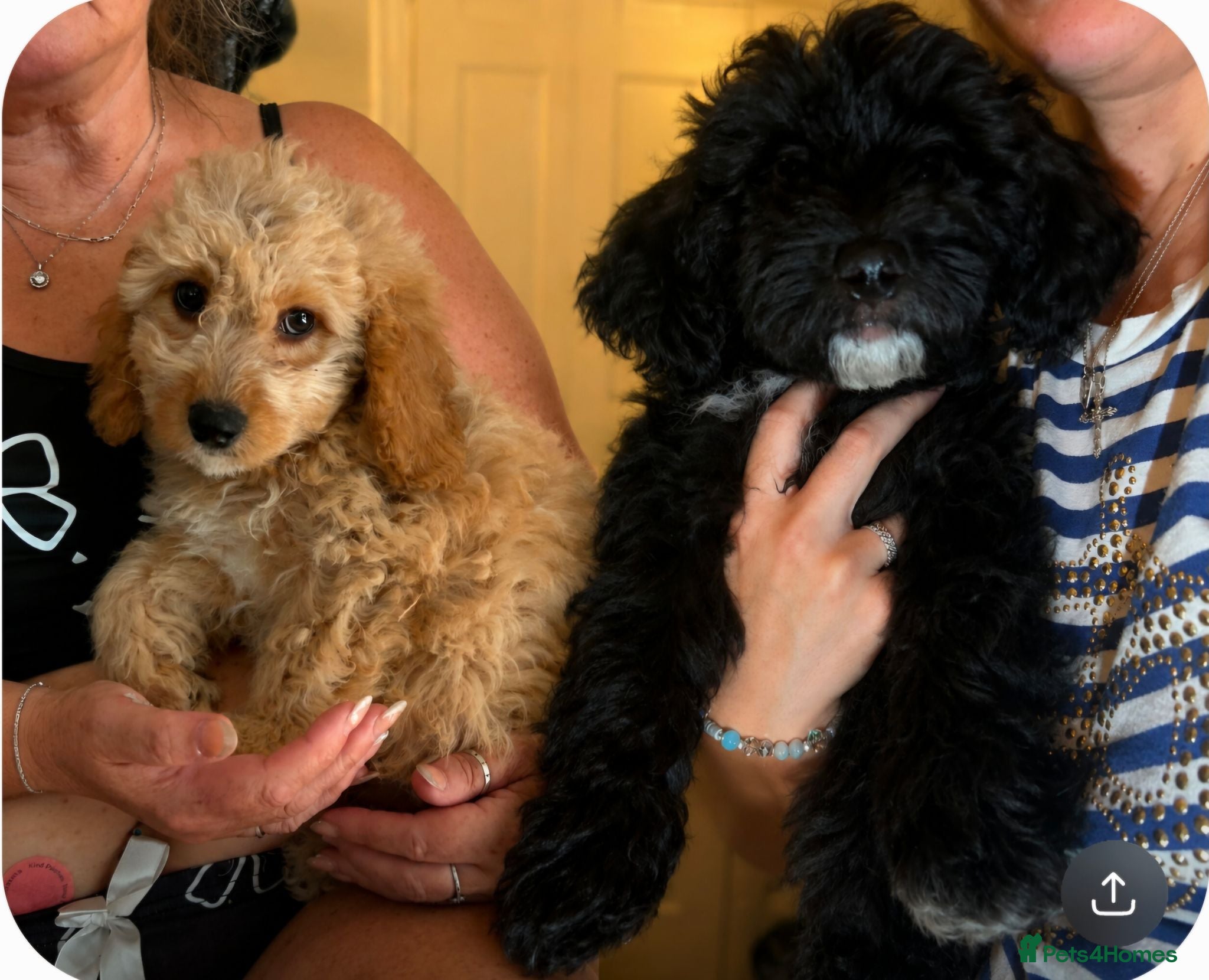 Cockapoo dogs Cockapoo f1b puppies - Advert 17