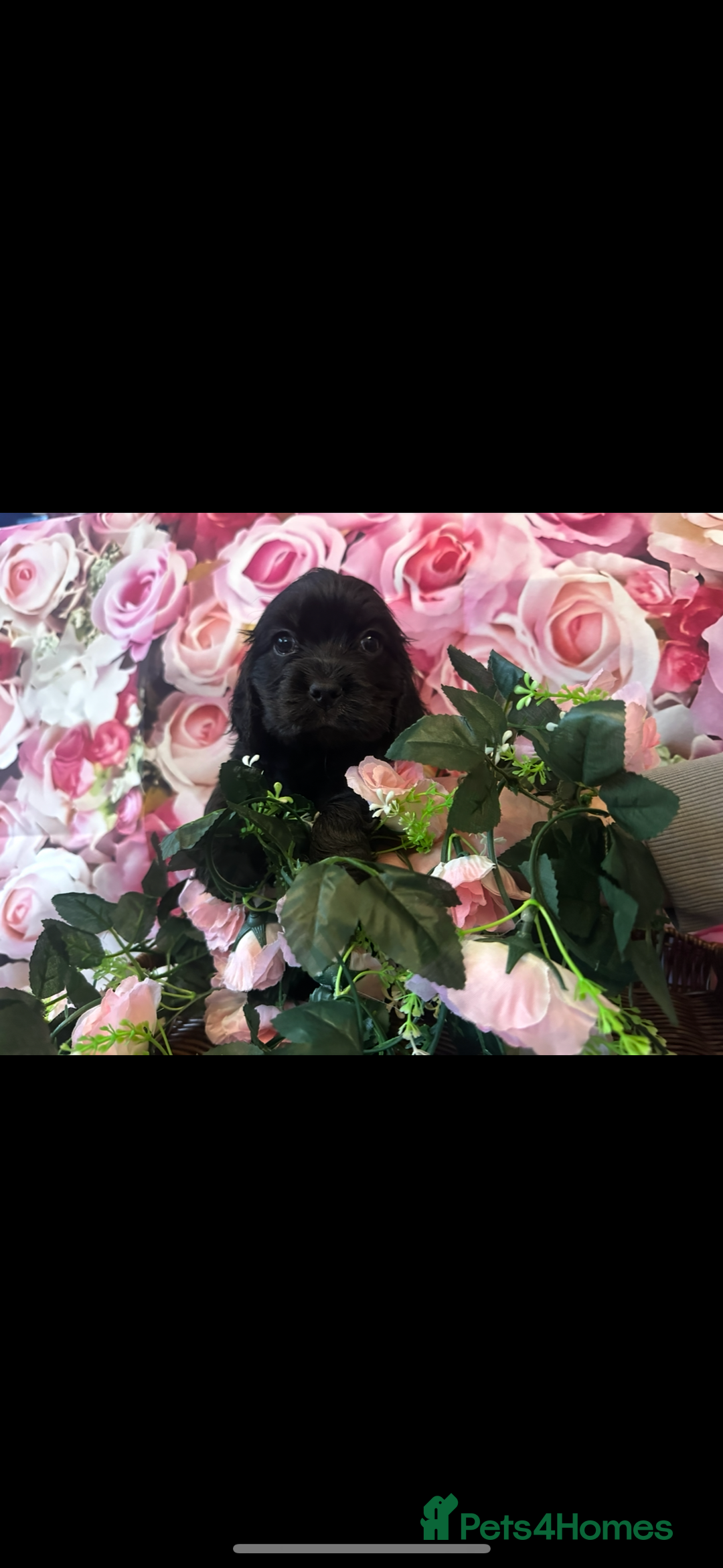 Cocker Spaniel dogs for sale: ⭐️⭐️⭐️⭐️⭐️5 star licenced breeder  cockerspaniels - Image 3