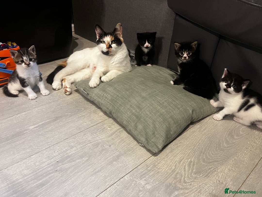 Mixed Breed cats for sale: Perfect Kittens  - Image 22
