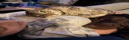 Bengal cats for sale: Silver Bengal 5 YO Female For Sale in Gravesend - Advert 5