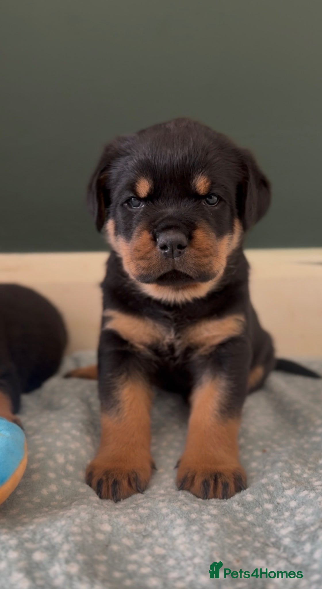 Rottweiler dogs Quality Rottweiler puppies - Advert 4
