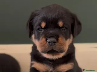 Rottweiler dogs Quality Rottweiler puppies - Advert 4