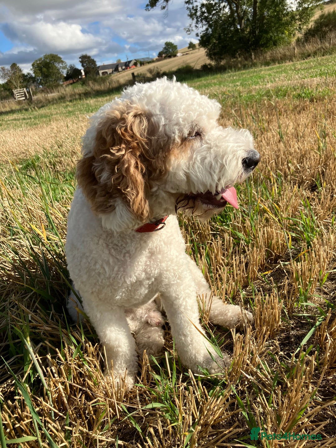 Labradoodle dogs for stud: For stud - Image 3