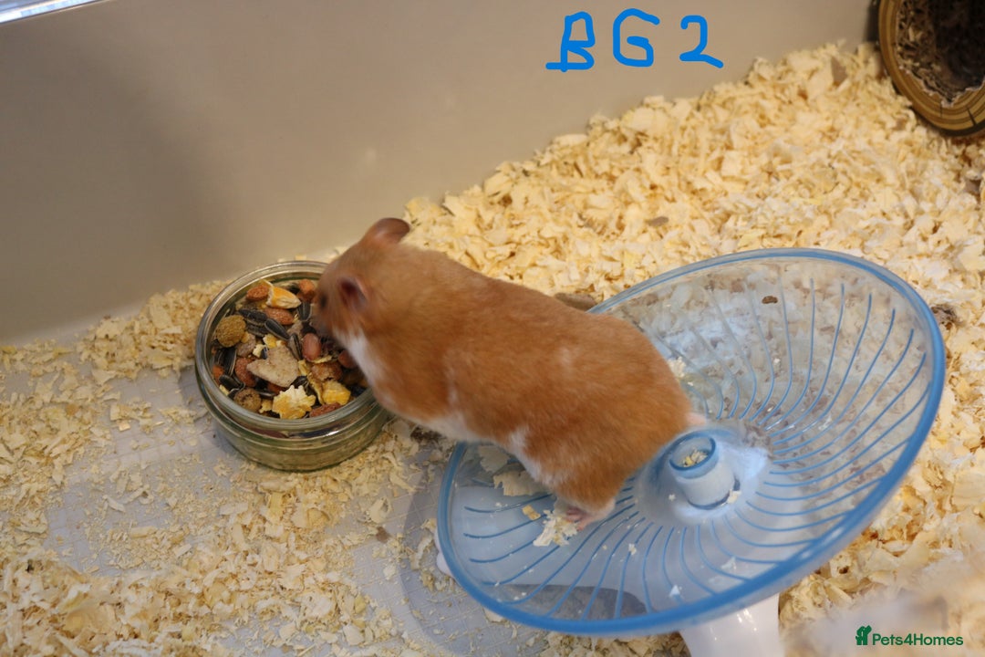 Hamster rodents for sale: Young Syrian Hamsters - Image 10