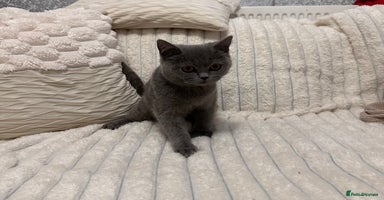 Scottish Fold cats - Advert 7