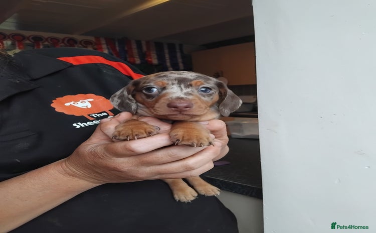 Miniature Dachshund dogs - Advert 4