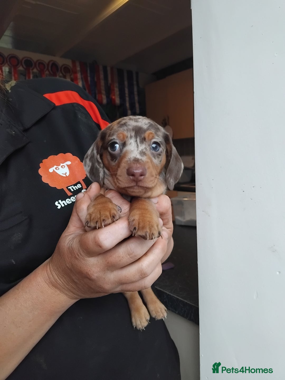 Miniature Dachshund dogs for sale: Miniature dashchund  - Image 1