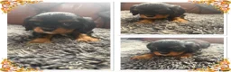 Cavalier King Charles Spaniel dogs for sale: King Charles cavalier puppies  - Advert 23