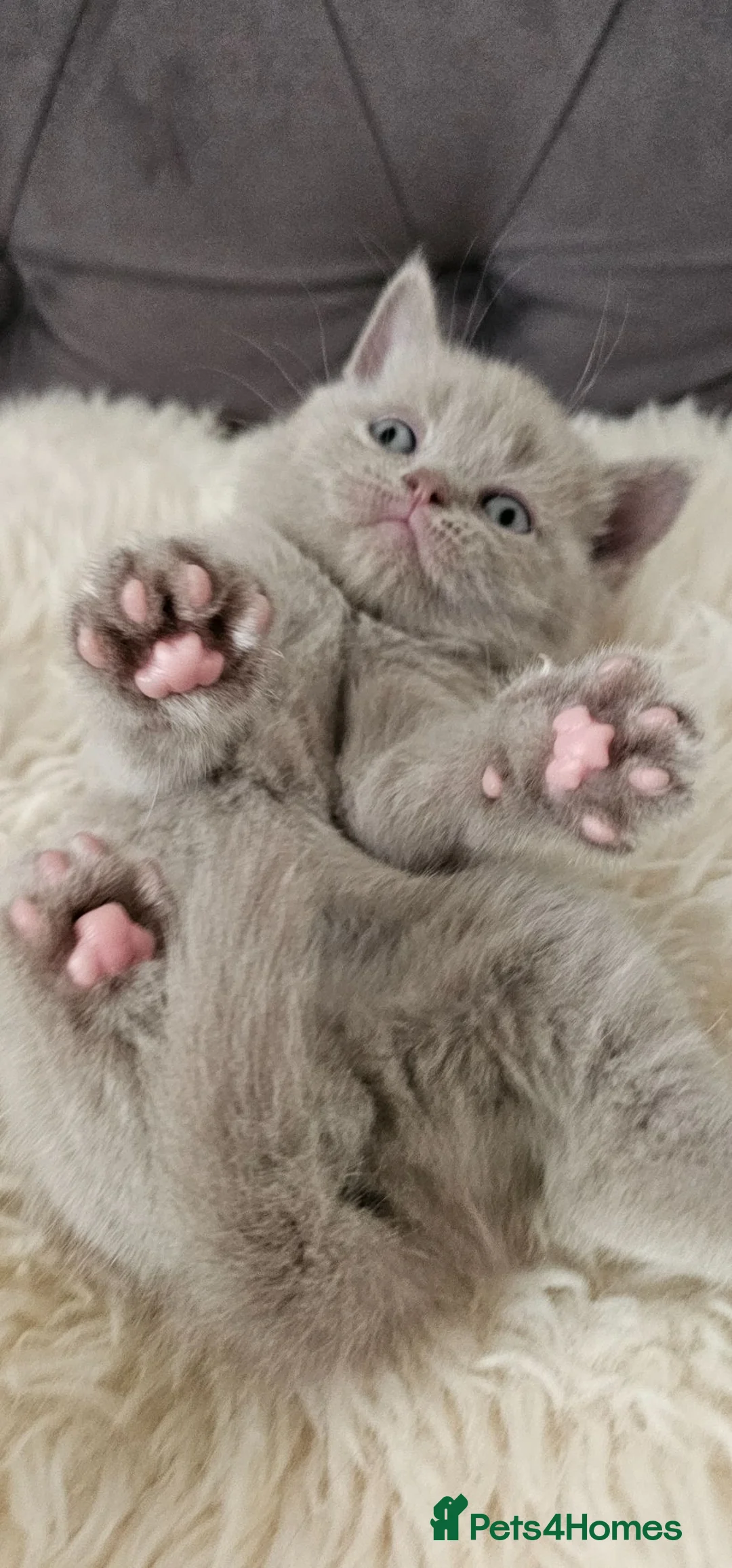 Scottish Fold cats for sale: 3 Scottish Fold Kittens  - Advert 10