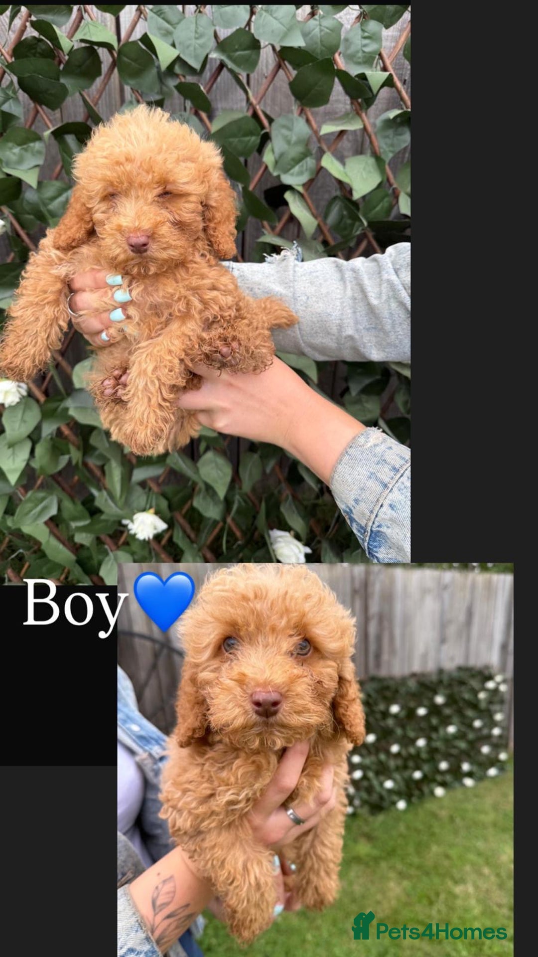 Cavapoo dogs for sale: Stunning cavapoo f1b puppies ready for new homes❤️ - Image 2