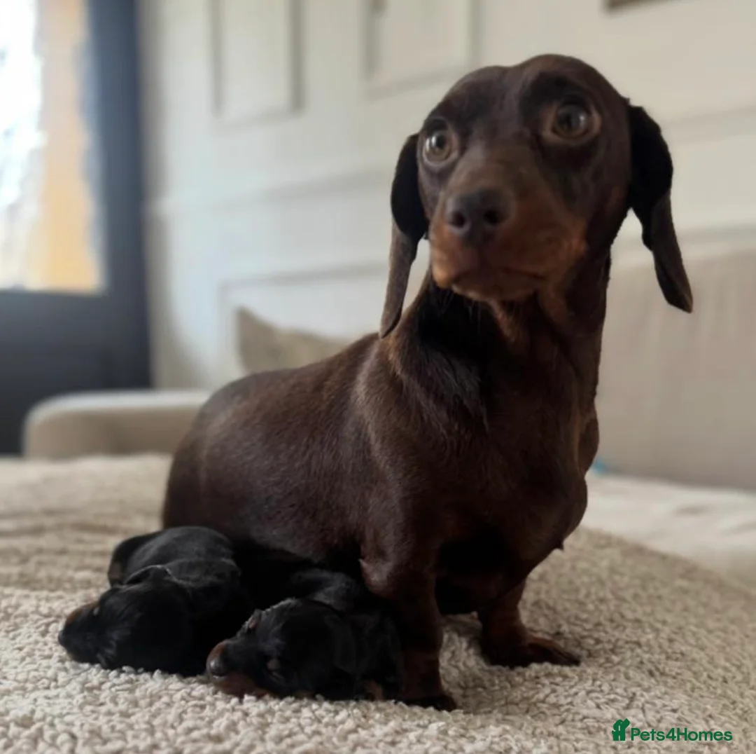 Dachshund dogs for sale: 3 wonderful miniature dachshunds  - Advert 1