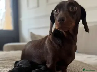 Dachshund dogs 3 wonderful miniature dachshunds - Advert 4