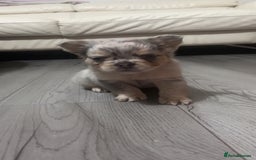French Bulldog dogs for sale: Beautiful fluffy French bulldogs  - Image 9