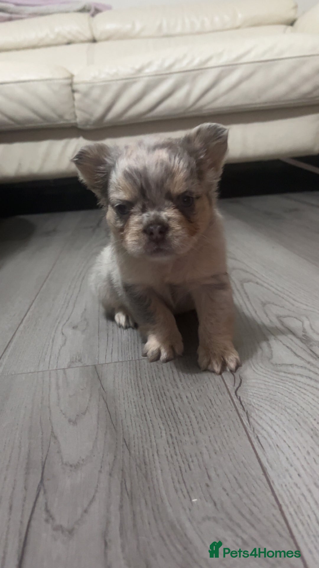 French Bulldog dogs for sale: Beautiful fluffy French bulldogs  - Image 9