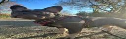 French Bulldog dogs for sale: French bulldog female  - Advert 14
