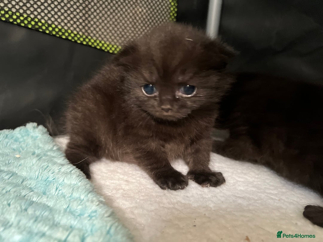 British Shorthair cats for sale: Two Diminutive Overlords Seeking Human Staff - Image 7