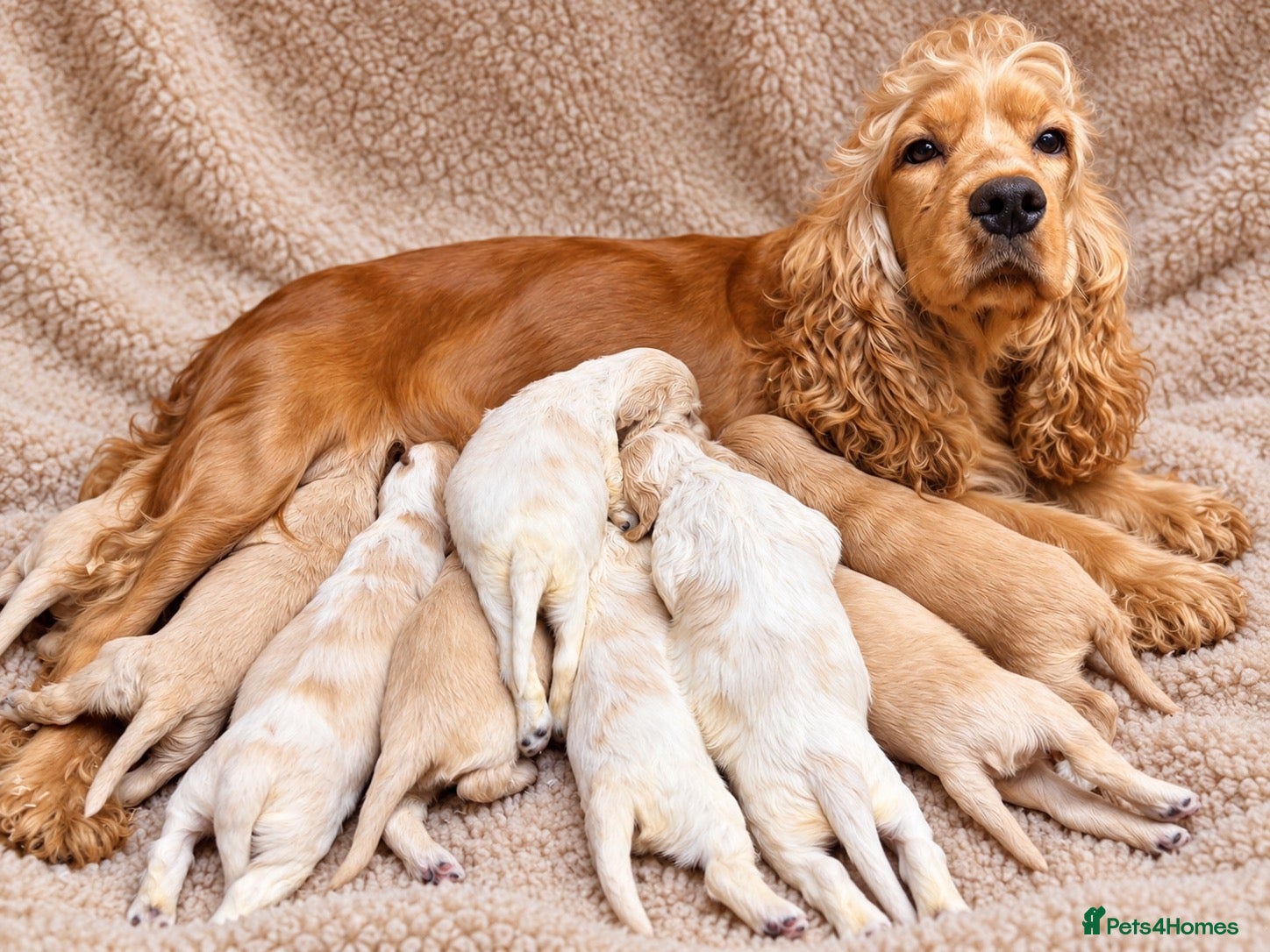 Cocker Spaniel dogs for sale: KC Registered Quality Show Type Cocker Spaniel  - Advert 1