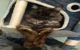 Maine Coon cats for sale: Black smoke female mainecoon for sale  - Image 1