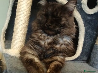 Maine Coon cats - Advert 22