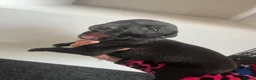 Greyhound dogs for sale: Grayhound x bullmastiff  - Advert 15
