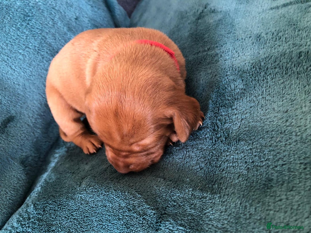 Hungarian Vizsla dogs for sale: Playfull and cheeky hungarian vizsla puppies  - Advert 35