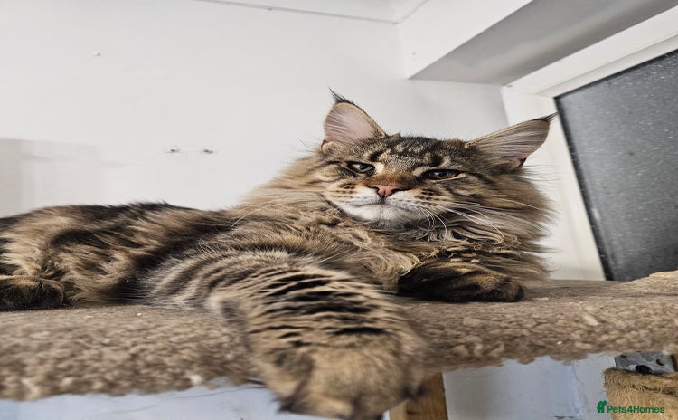 Maine Coon cats Pedigree Maine Coon boy  - Advert 9