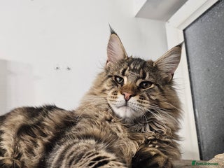 Maine Coon cats Pedigree Maine Coon boy - Advert 17