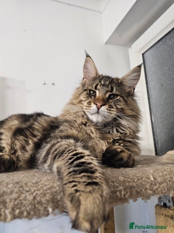 Maine Coon cats Pedigree Maine Coon boy - Advert 9
