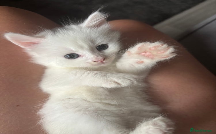 Mixed Breed cats - Advert 2