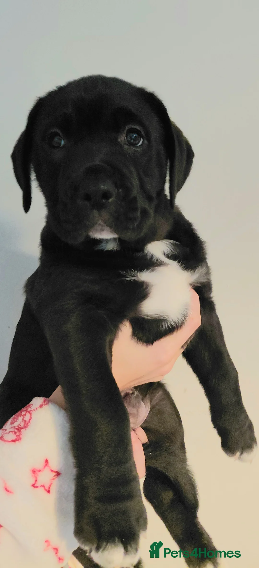 Presa Canario dogs for sale: Beautiful presa canario X alpha blue blood bulldog - Advert 14