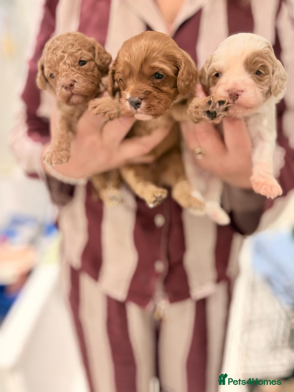 Cavapoo dogs 5 beautiful F1B Cavapoo puppies  - Advert 2