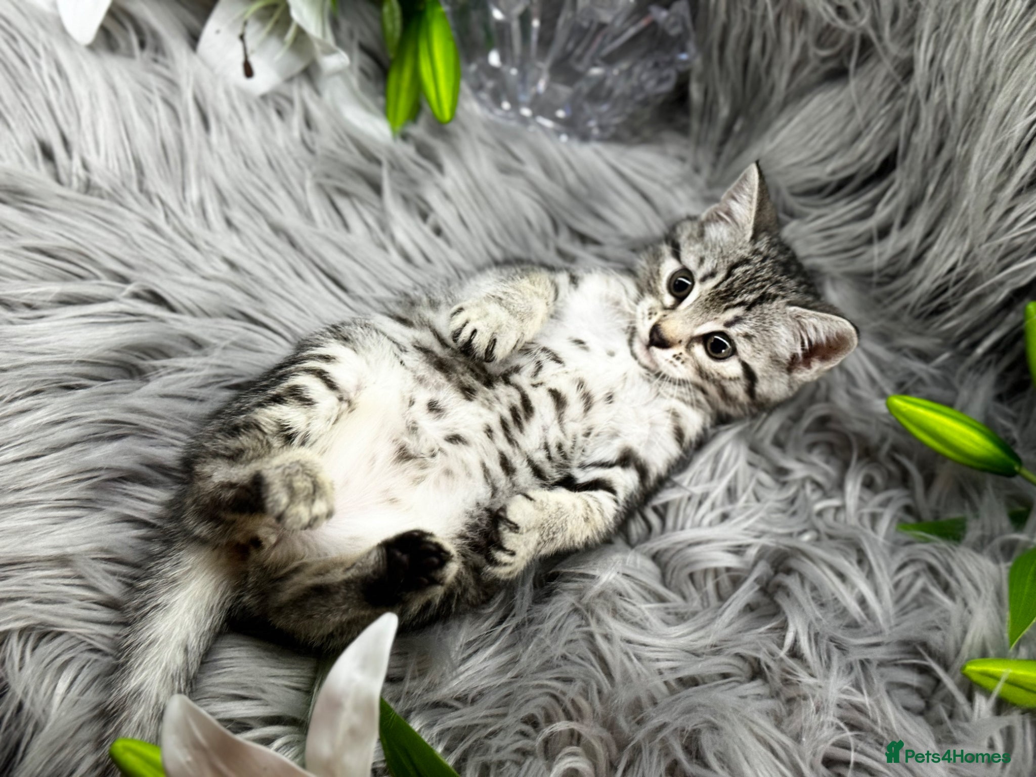 Egyptian Mau cats TICA REG Silver Egyptian Mau x SnowBengal LAST ONE - Advert 1