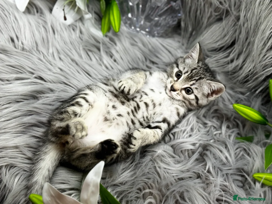 Egyptian Mau cats for sale: TICA REG Silver Egyptian Mau x SnowBengal LAST ONE - Advert 1