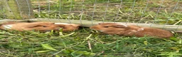 Guinea Pig rodents for sale: Baby Guinea Pigs READY NOW  - Advert 3