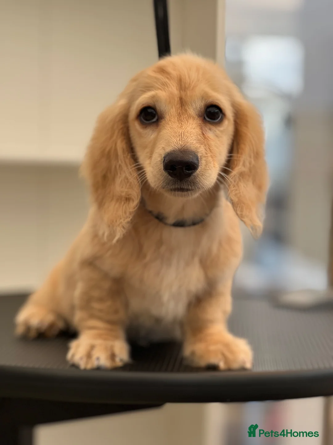 Miniature Dachshund dogs for sale: Miniature Long-Haired cream Dachshund Puppies  - Advert 1