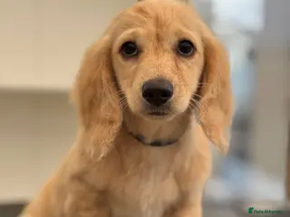 Miniature Dachshund dogs Miniature Long-Haired cream Dachshund Puppies - Advert 5