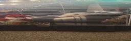 Guinea Pig rodents for sale: Male guinea pig - Advert 4