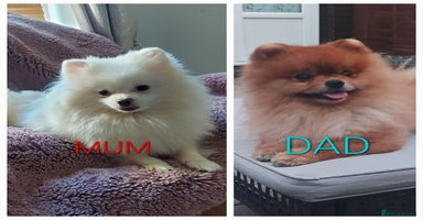 Pomeranian dogs - Advert 11