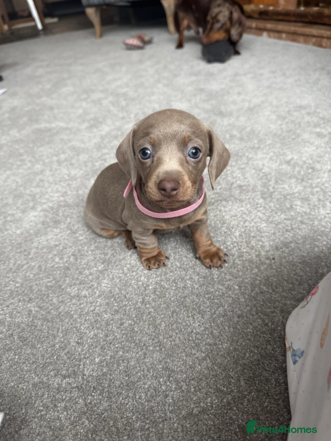 Miniature Dachshund dogs for sale: Miniature Dachshund - KC registered  - Advert 27