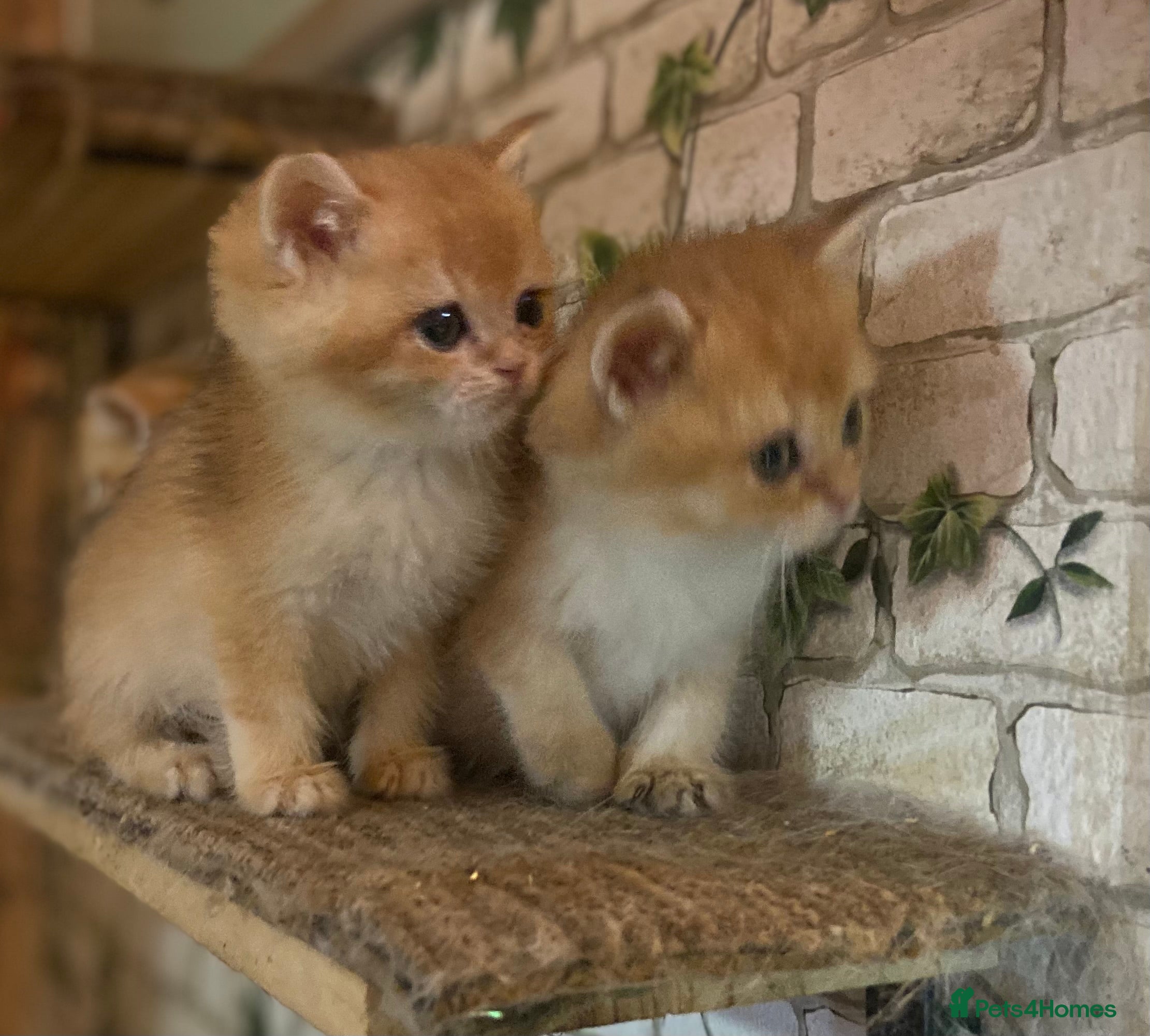 British Shorthair cats Full Pedigree Golden tipped British Shorthair - Advert 1