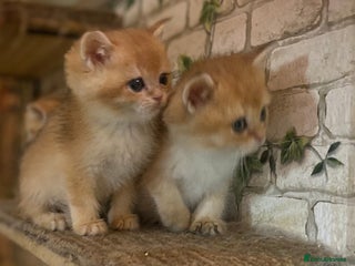 British Shorthair cats Full Pedigree Golden tipped British Shorthair - Advert 1